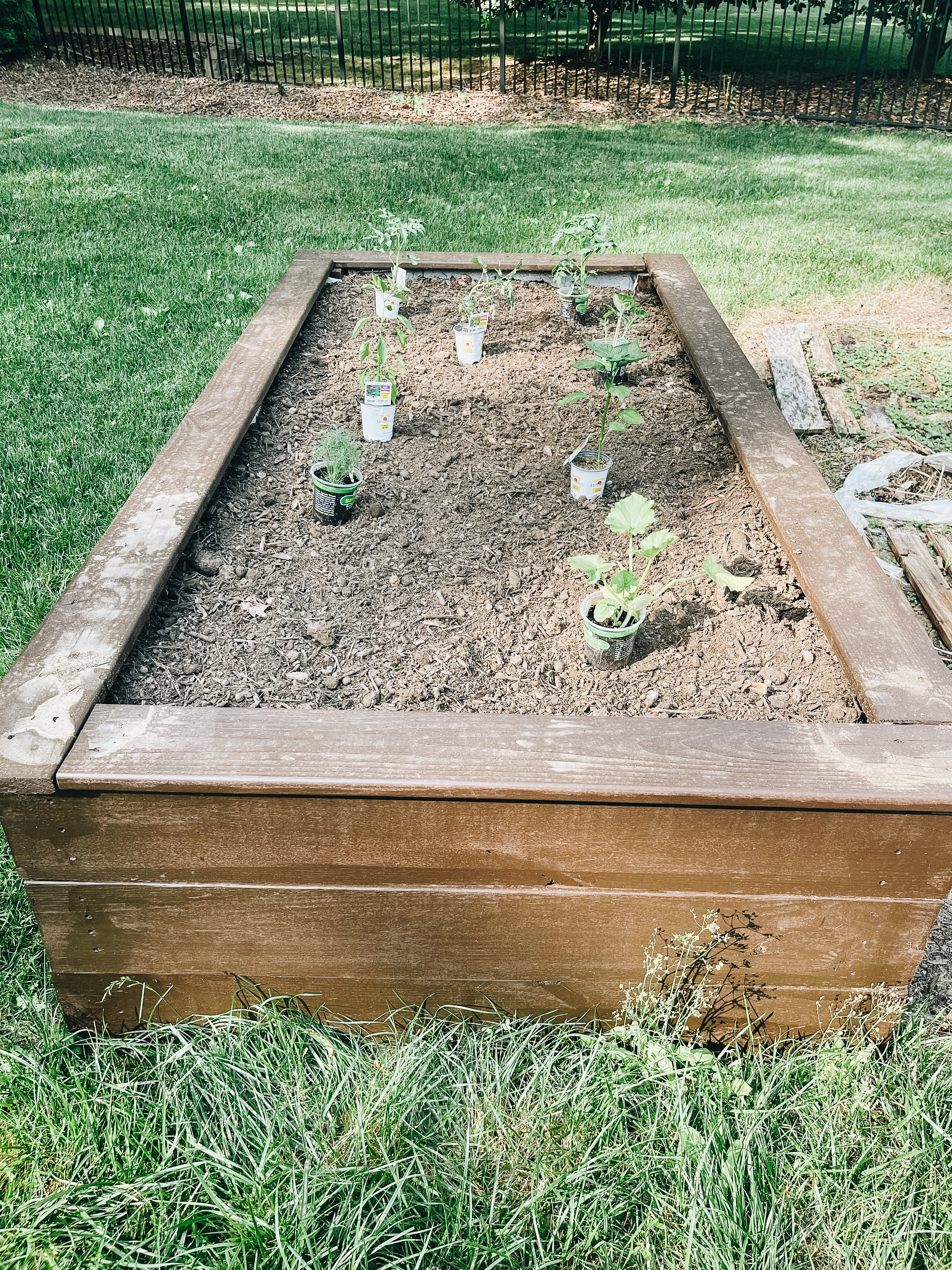 My Second Year Trying a Garden